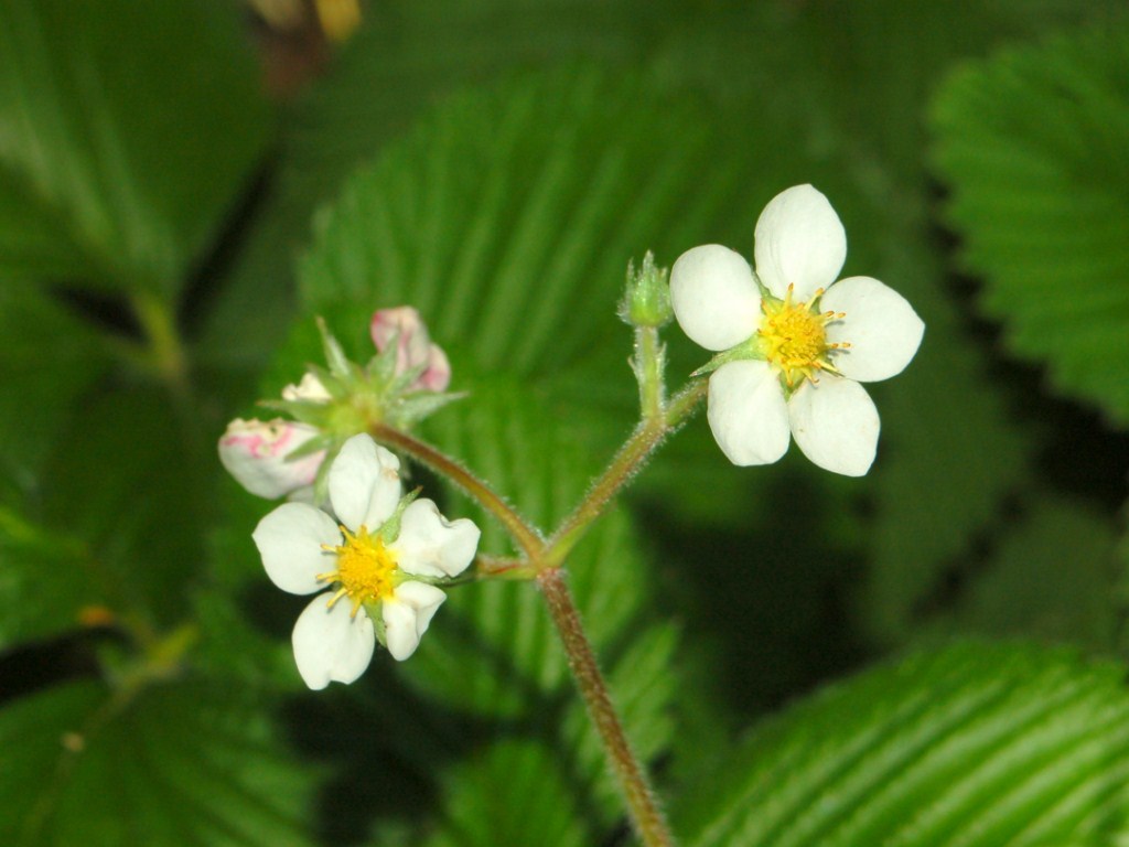 Dei piccoli fiori bianchi -Fragraria sp. (Rosaceae)